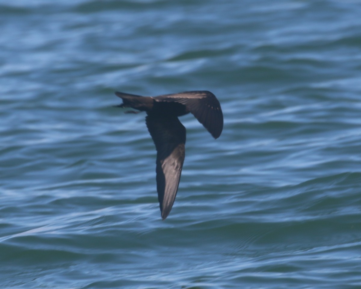 Black Storm-Petrel - ML624079503