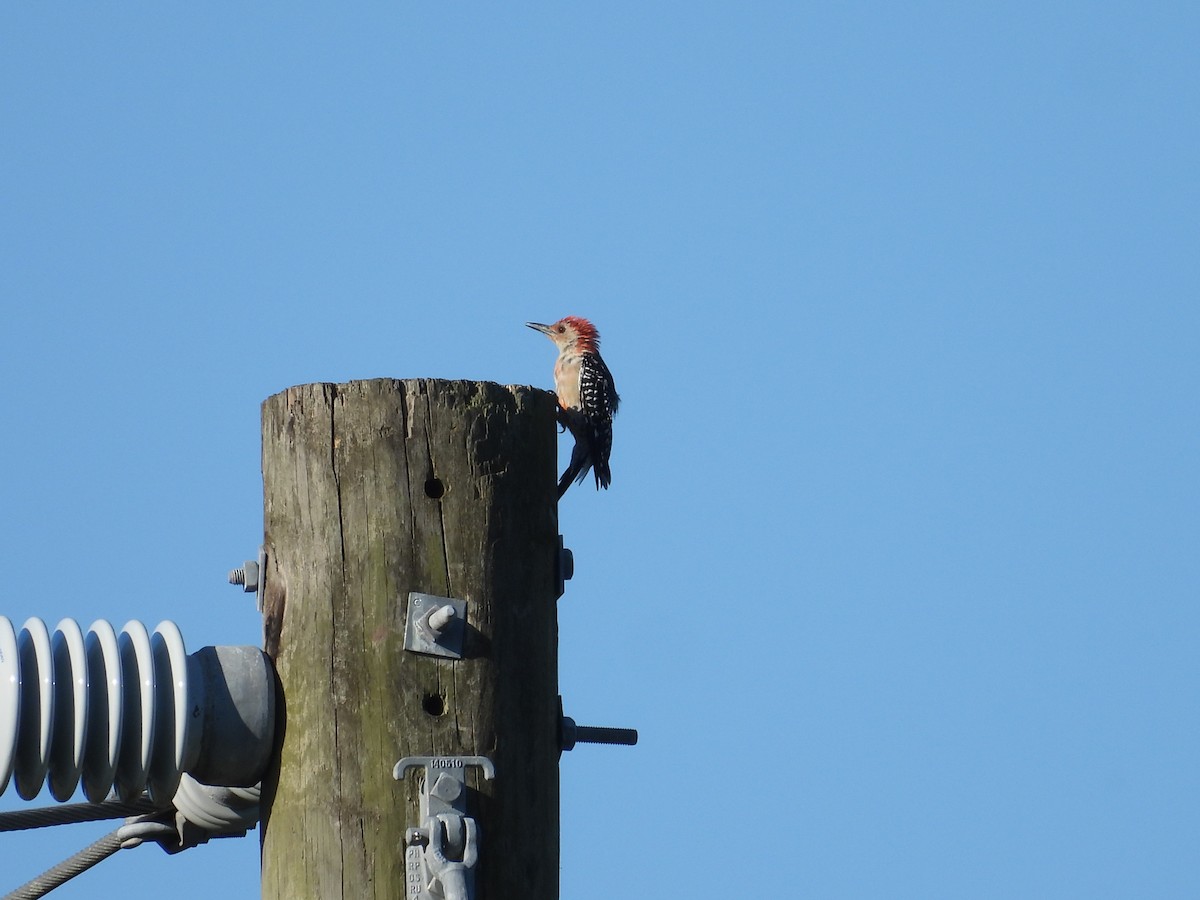 Red-bellied Woodpecker - ML624079504