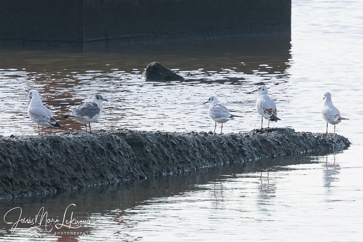 Franklin's Gull - ML624079518