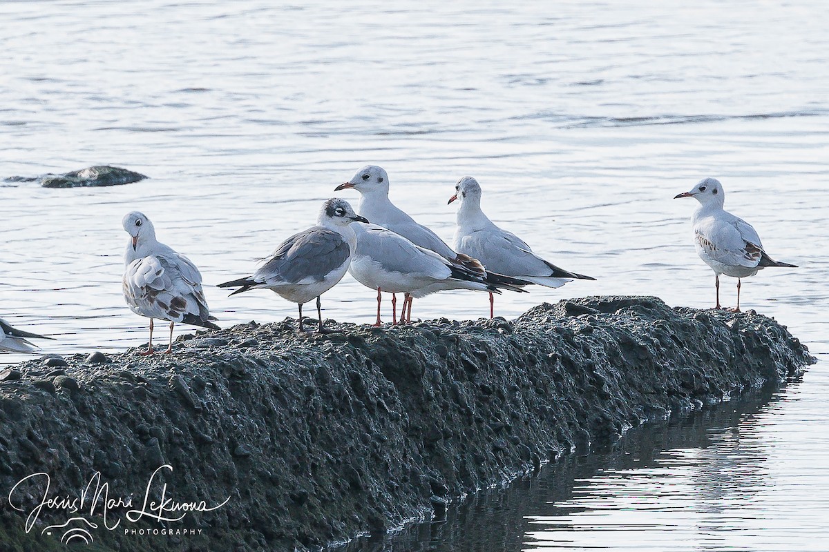 Franklin's Gull - ML624079519