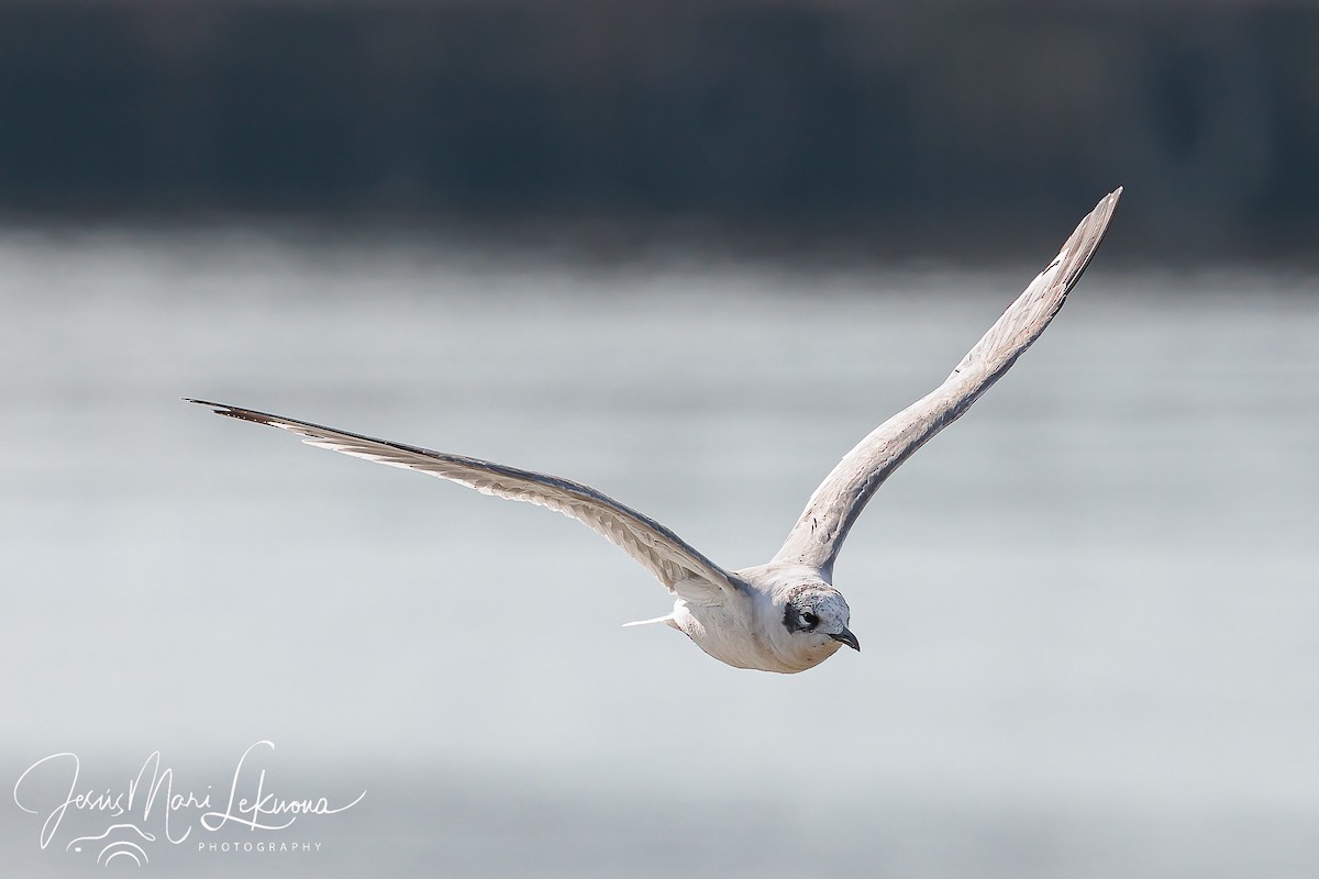 Franklin's Gull - ML624079546