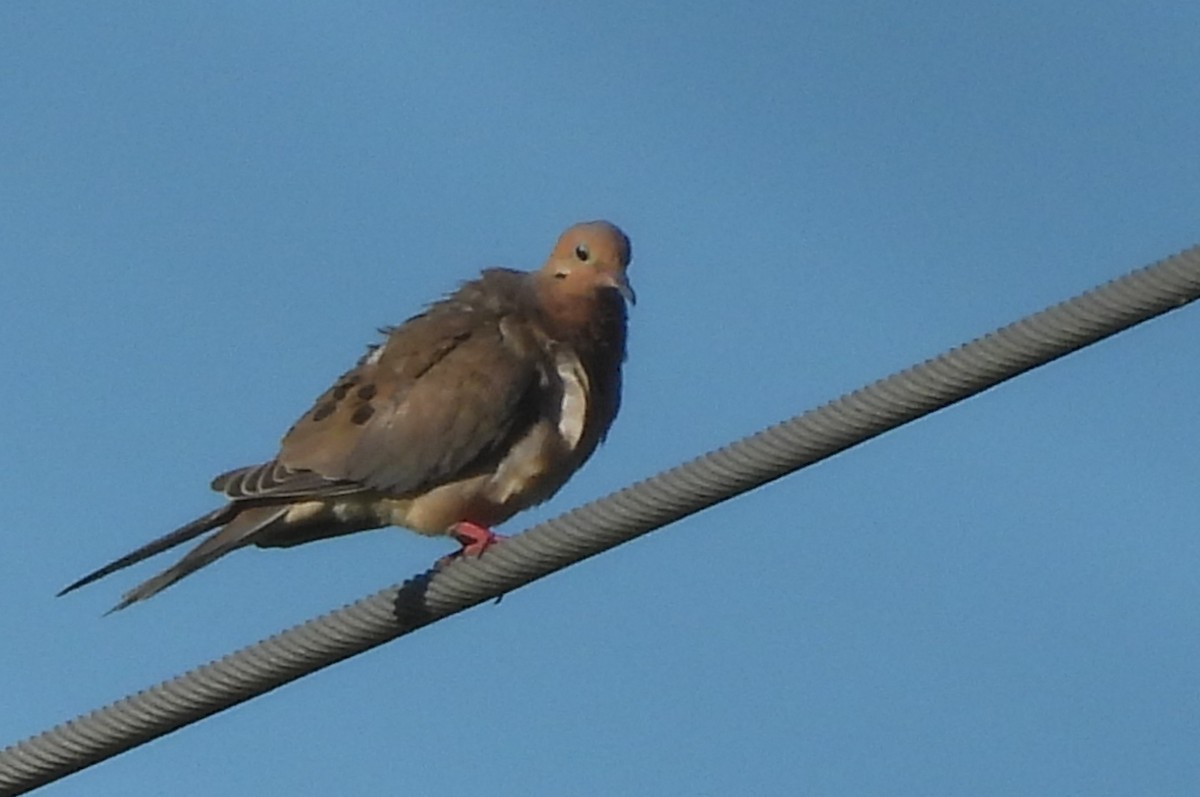 Mourning Dove - ML624079550