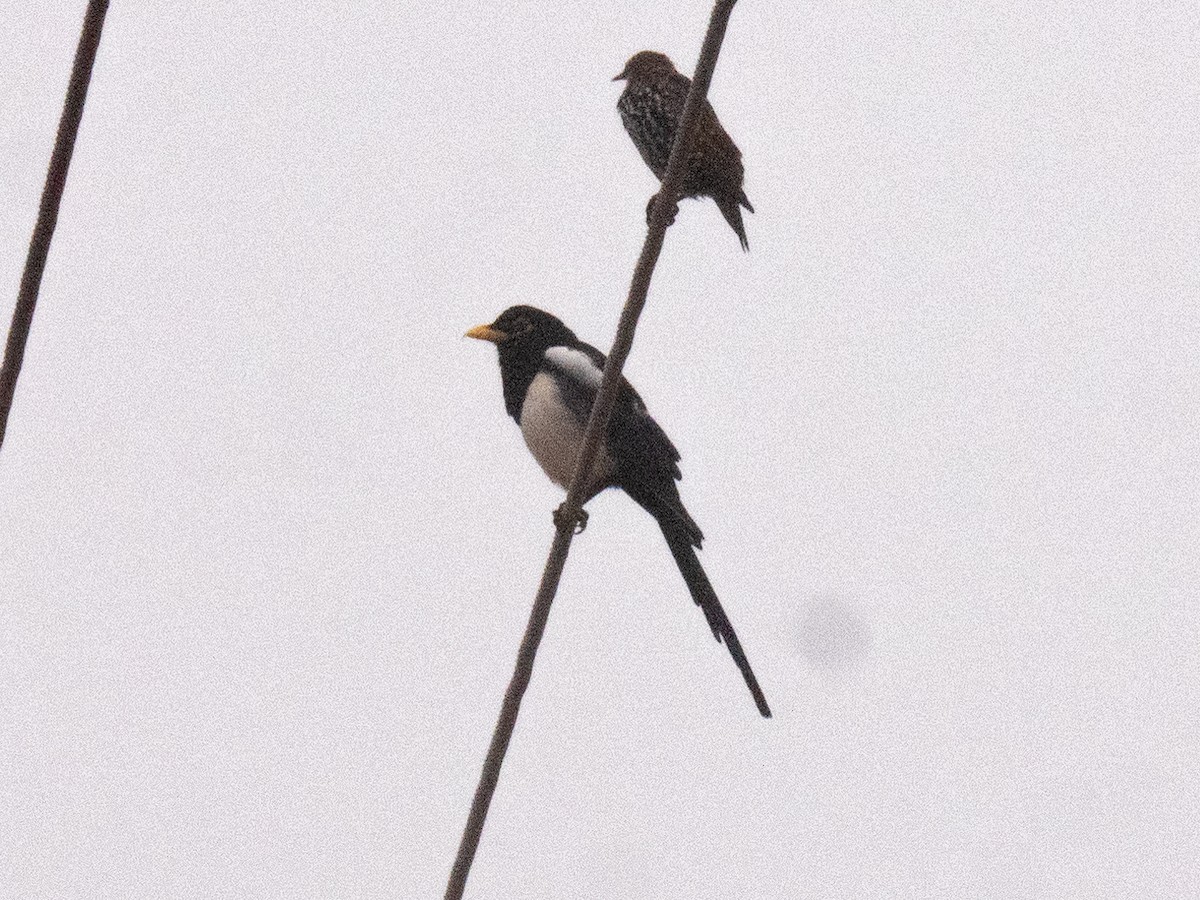 Yellow-billed Magpie - ML624079562