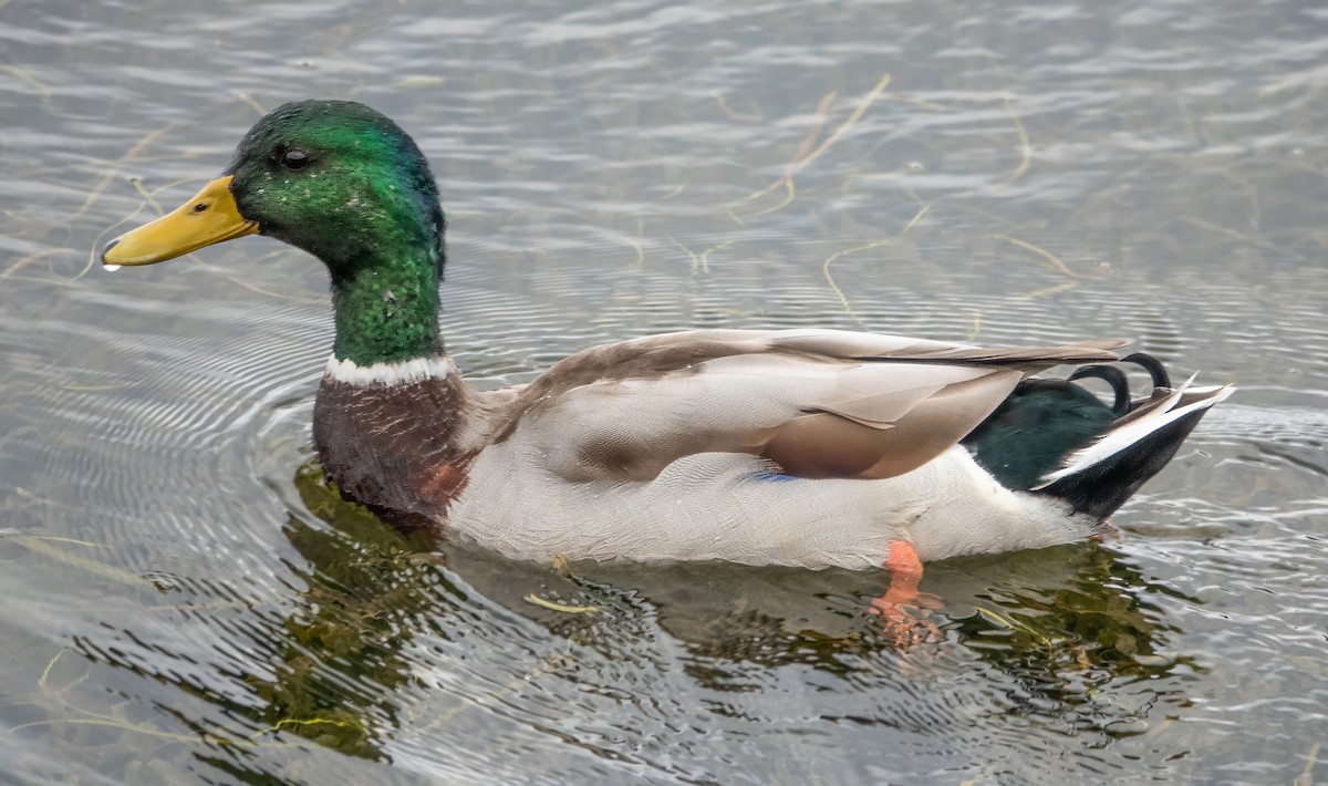 Mallard - ML624079566