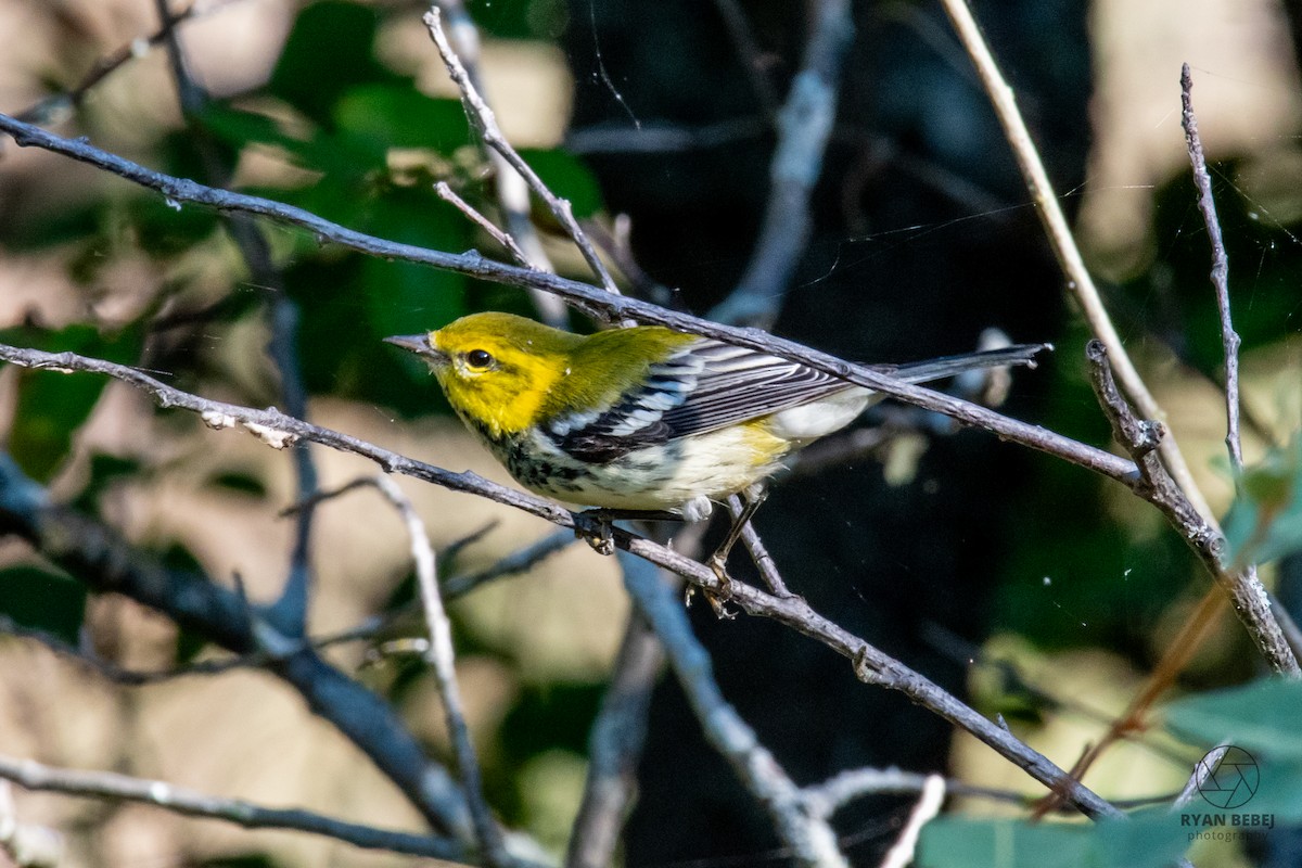 Black-throated Green Warbler - ML624079587