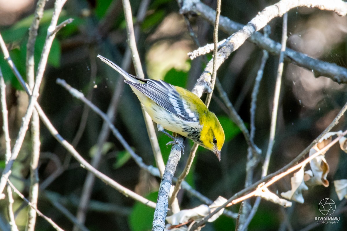 Black-throated Green Warbler - ML624079593