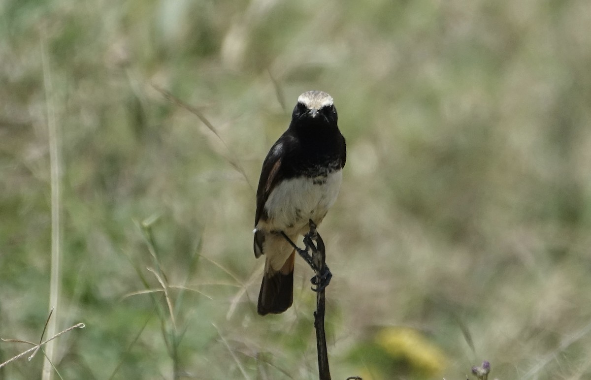 Abyssinian Wheatear - ML624079659