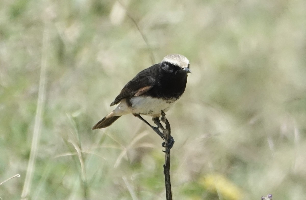 Abyssinian Wheatear - ML624079660