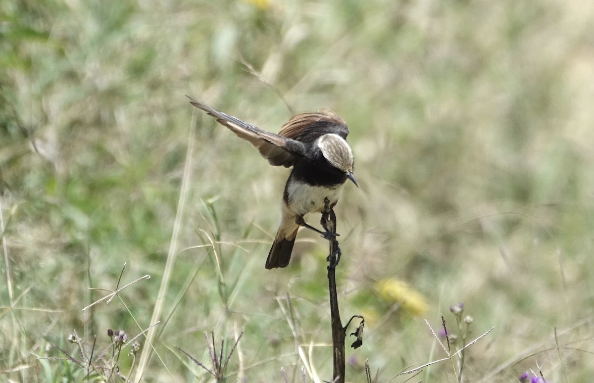 Abyssinian Wheatear - ML624079661