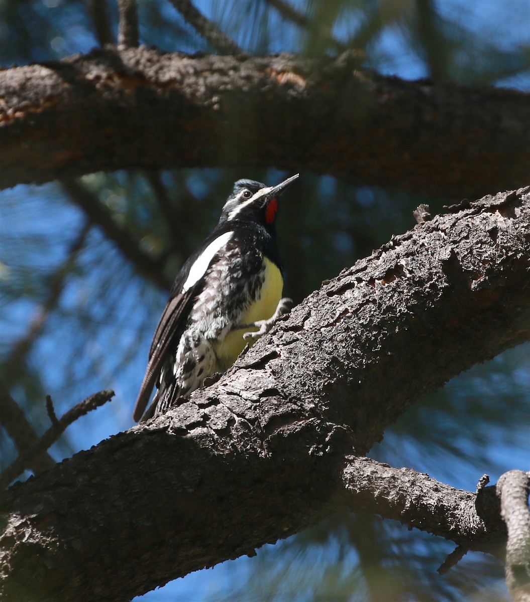 Williamson's Sapsucker - ML624079686