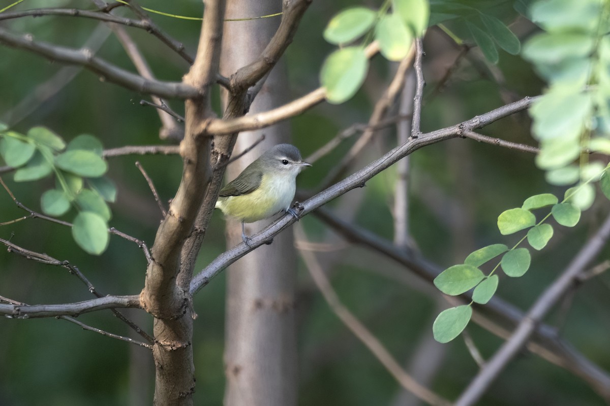 Warbling Vireo (Eastern) - ML624079688