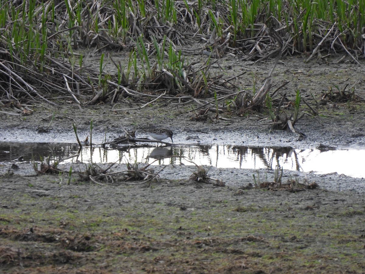 Broad-billed Sandpiper - Adrián Colino Barea