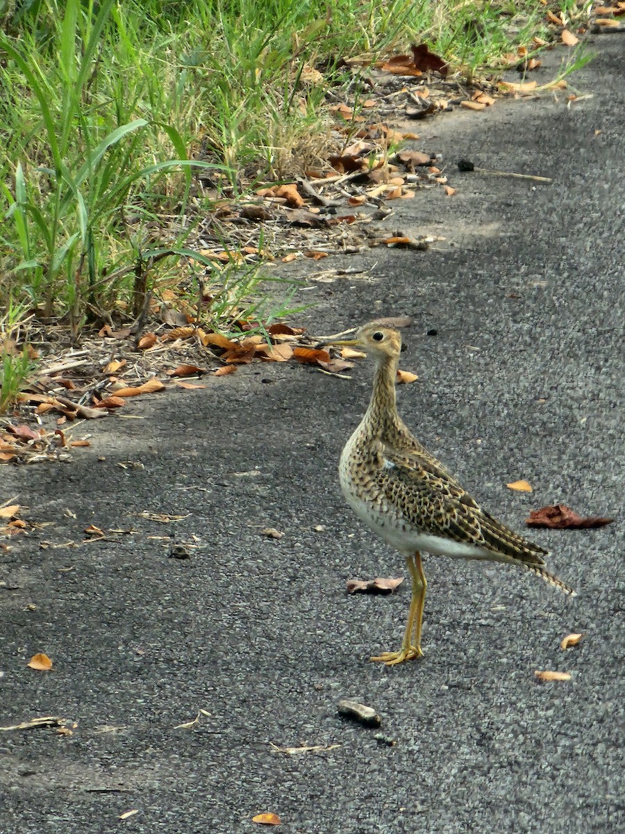 Upland Sandpiper - ML624079722