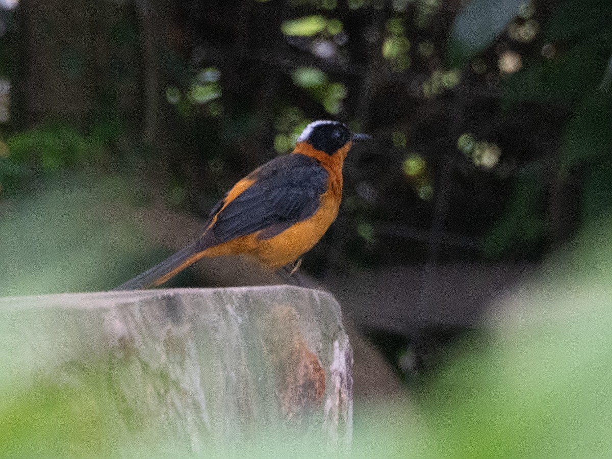 Snowy-crowned Robin-Chat - Gavin Ailes