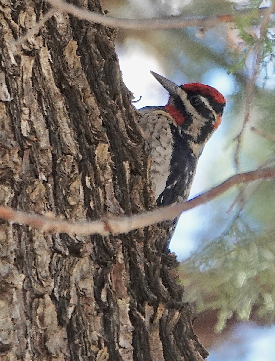 Red-naped Sapsucker - Susan Hartley