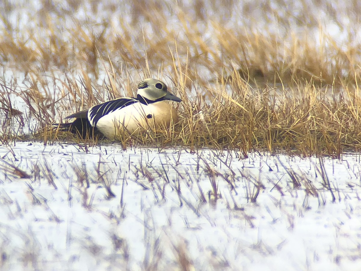 Steller's Eider - ML624079754