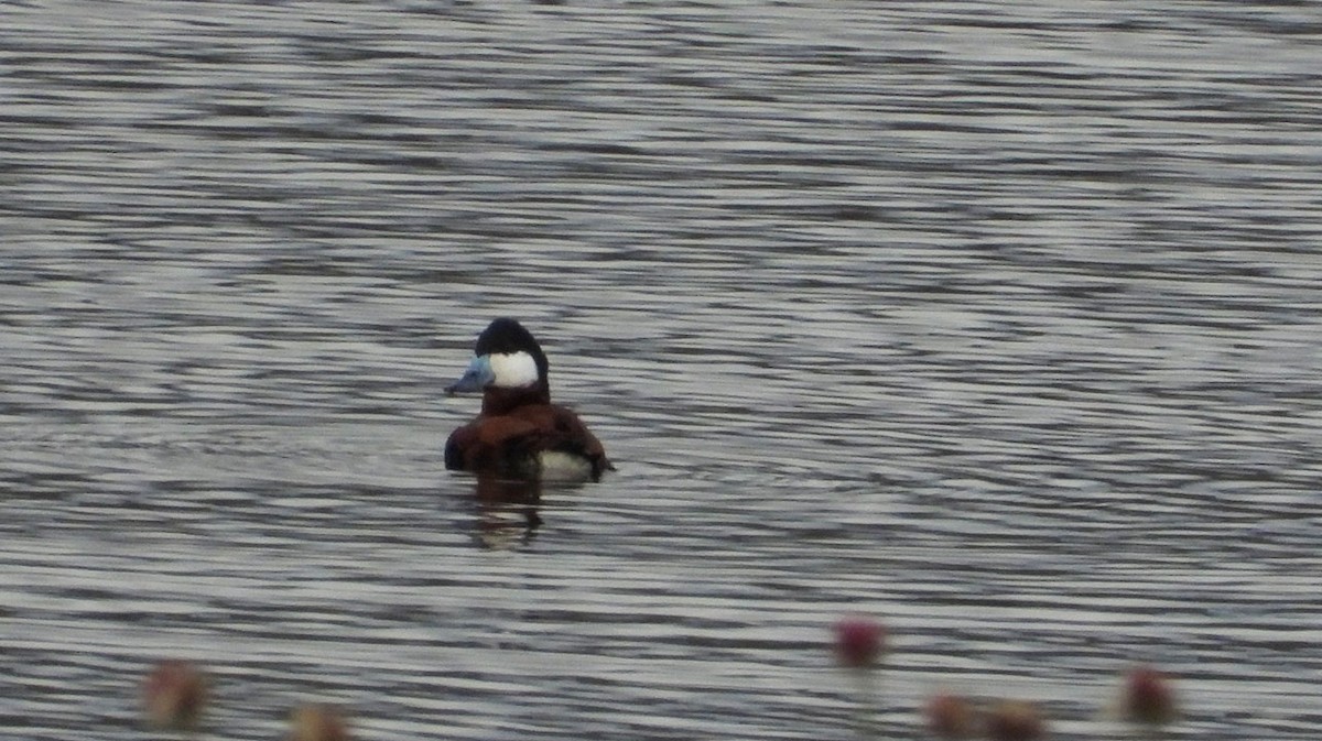Ruddy Duck - ML624079780