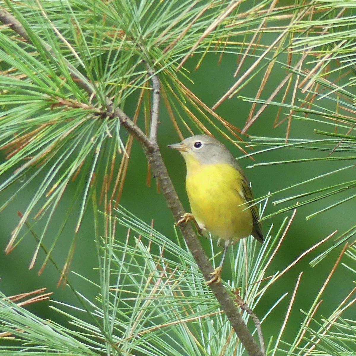 Nashville Warbler - Sue Carnahan