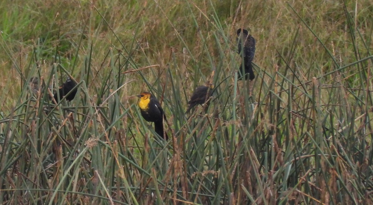 Yellow-headed Blackbird - ML624079794