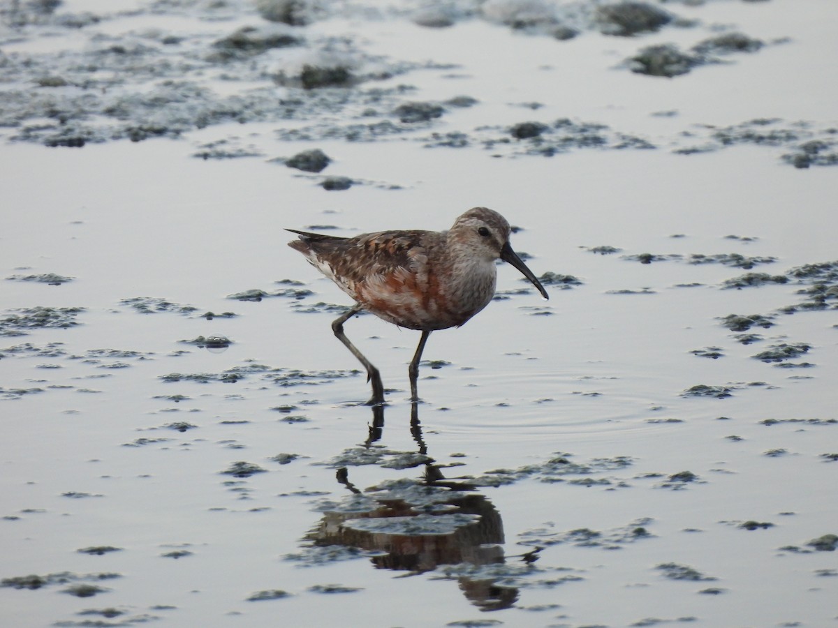 Curlew Sandpiper - ML624079803