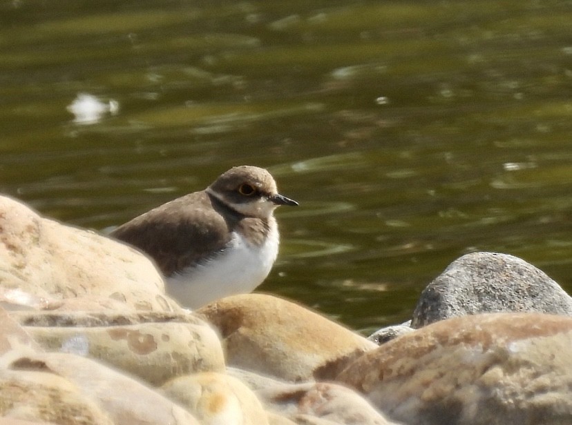 Little Ringed Plover - Anonymous