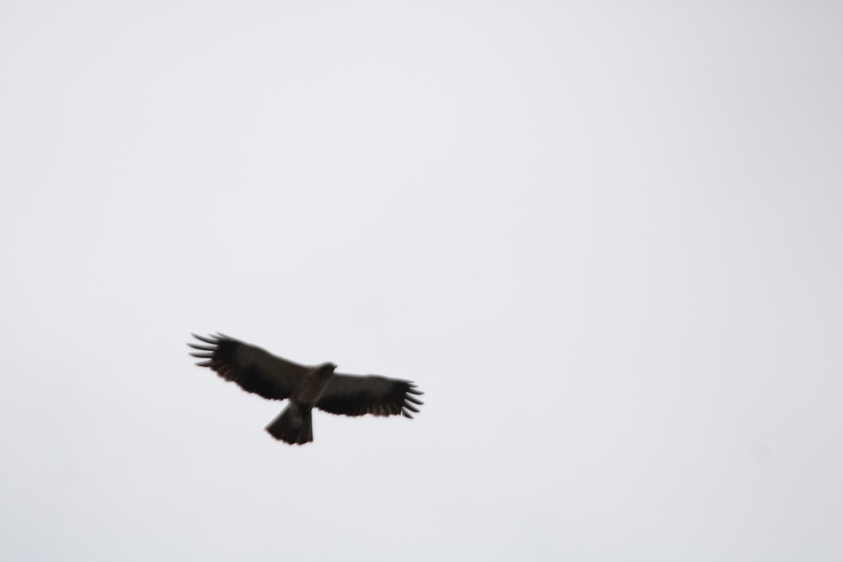 Booted Eagle - ML624079806