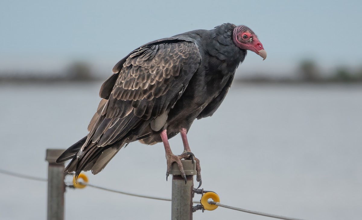 Turkey Vulture - Gale VerHague