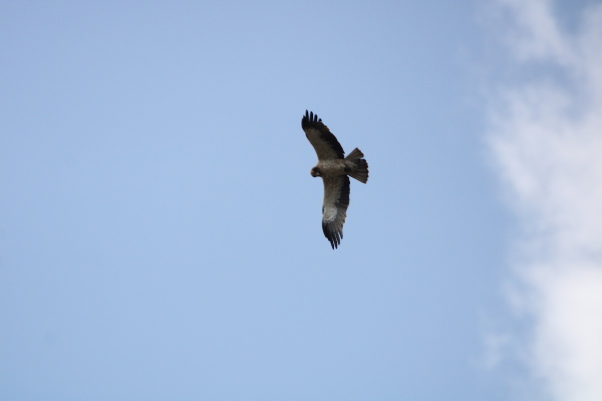 Booted Eagle - ML624079817