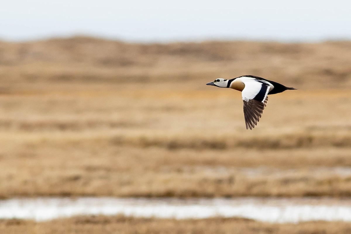 Steller's Eider - Doug Gochfeld