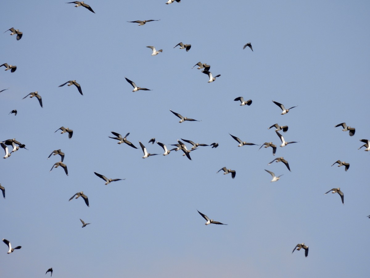 Northern Lapwing - Anonymous