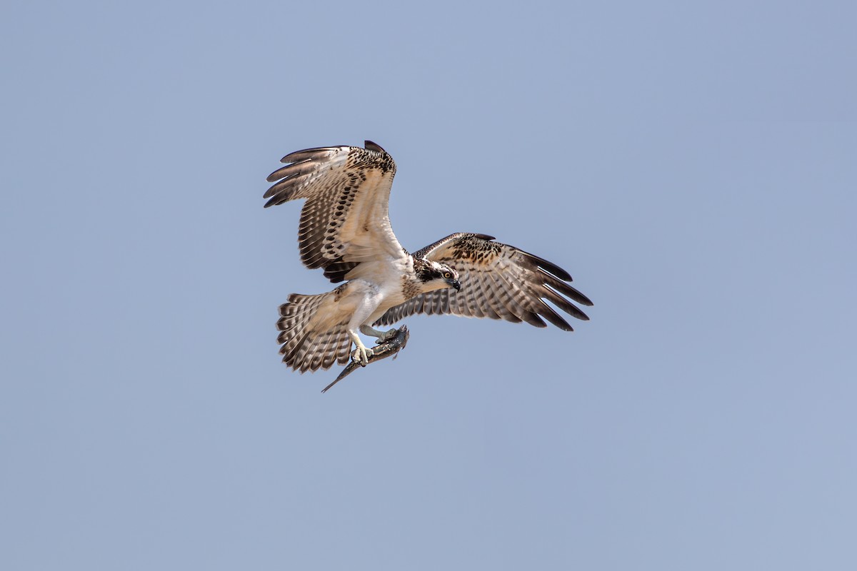 Osprey - ML624079824