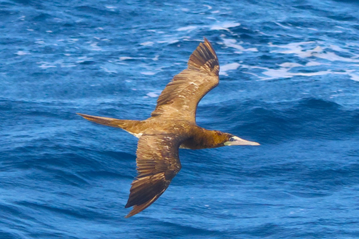 Brown Booby - ML624079825