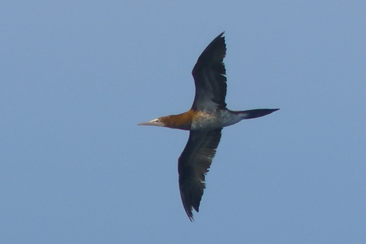 Brown Booby - ML624079830