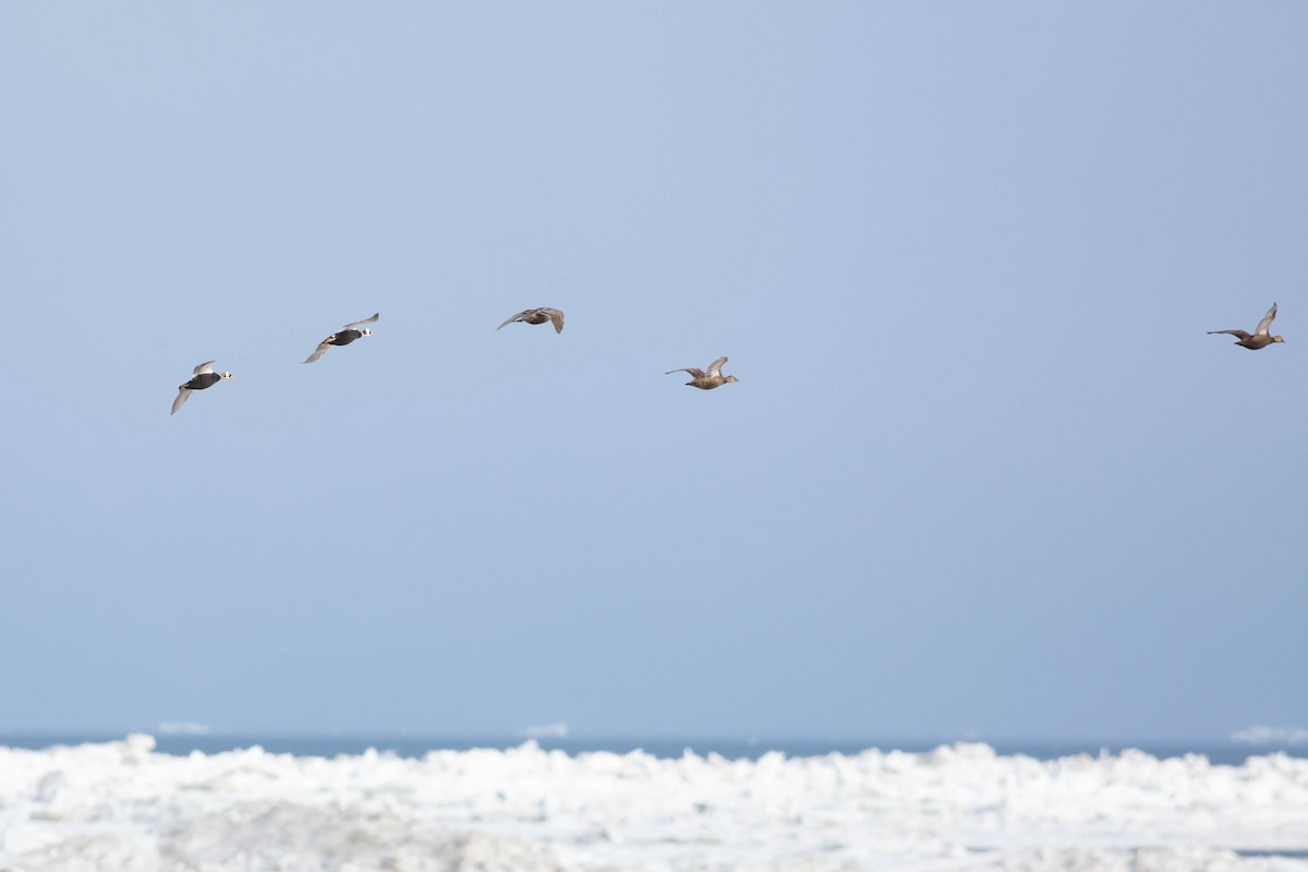 Spectacled Eider - ML624079834