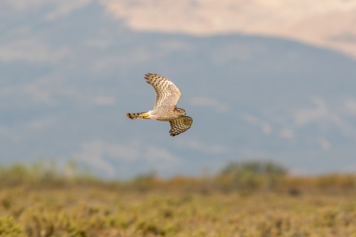 Eurasian Sparrowhawk - ML624079838