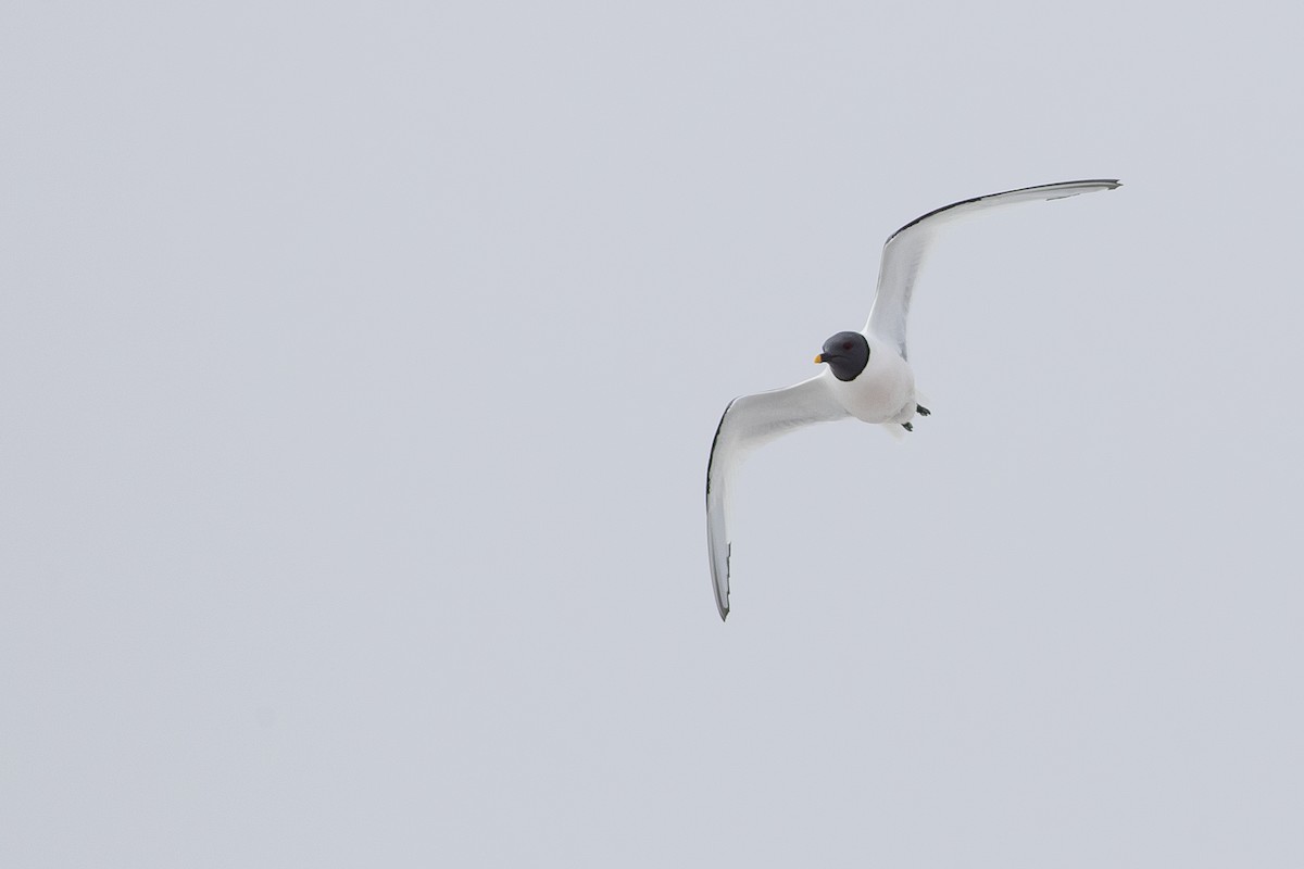 Sabine's Gull - ML624079886