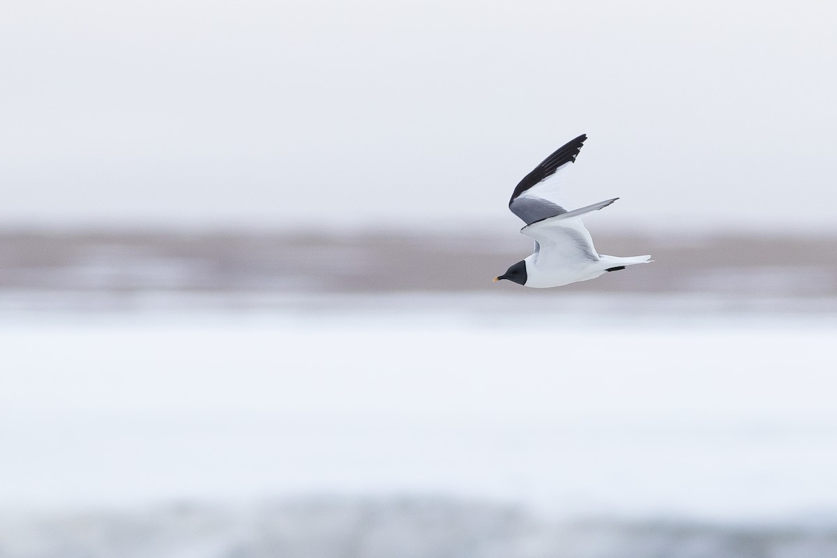 Sabine's Gull - ML624079887