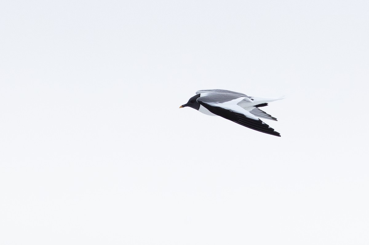 Sabine's Gull - ML624079888