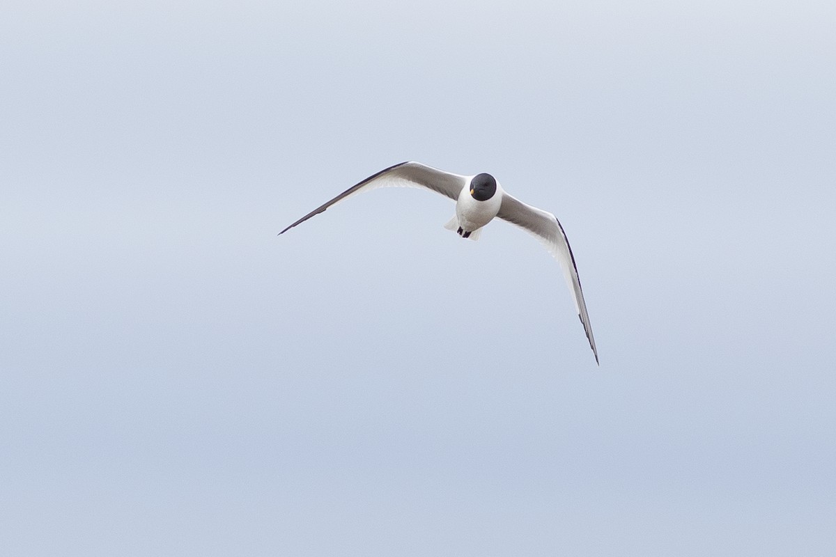 Sabine's Gull - ML624079889