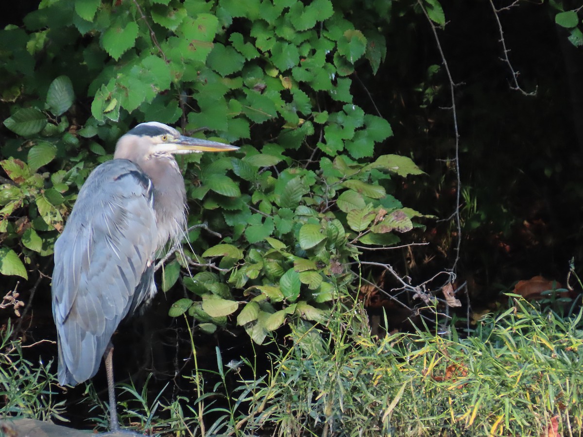 Green Heron - Joe Kellerhals