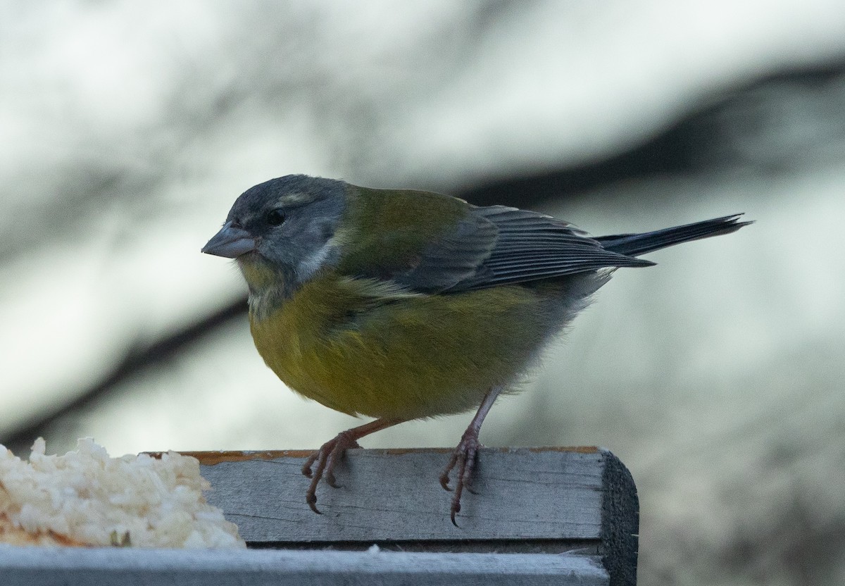 Patagonian Sierra Finch - ML624079988