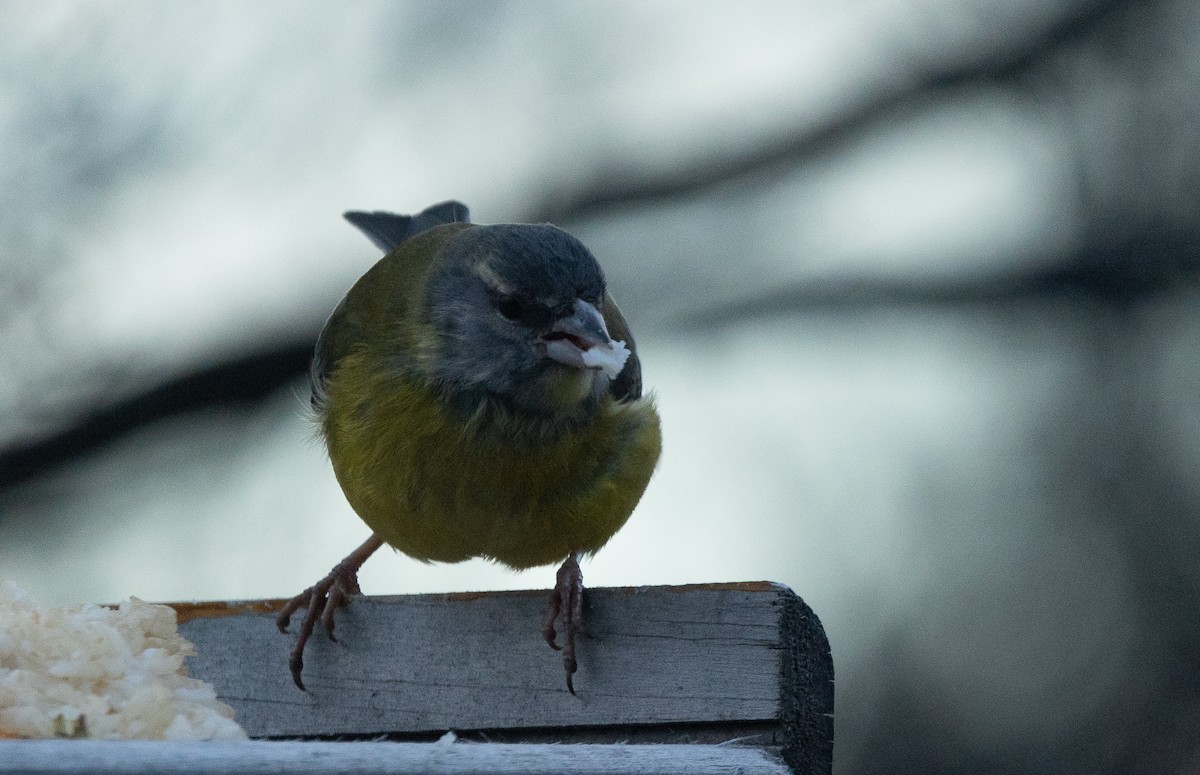 Patagonian Sierra Finch - ML624079989