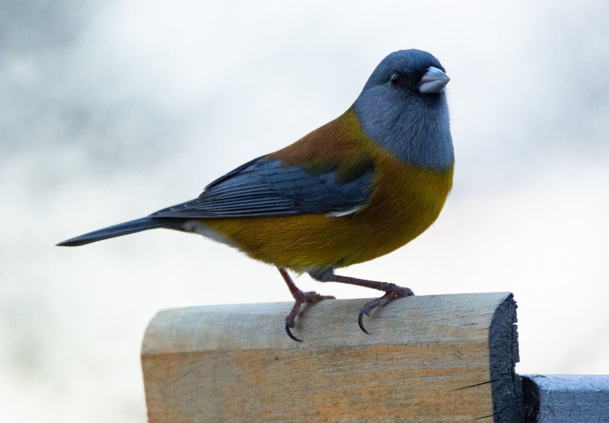 Patagonian Sierra Finch - ML624079991