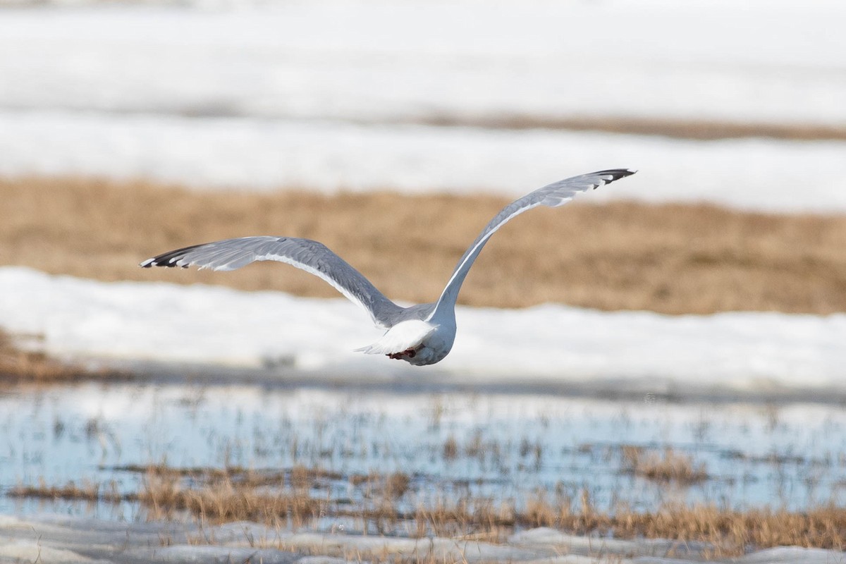 Herring x Glaucous-winged Gull (hybrid) - ML624080015