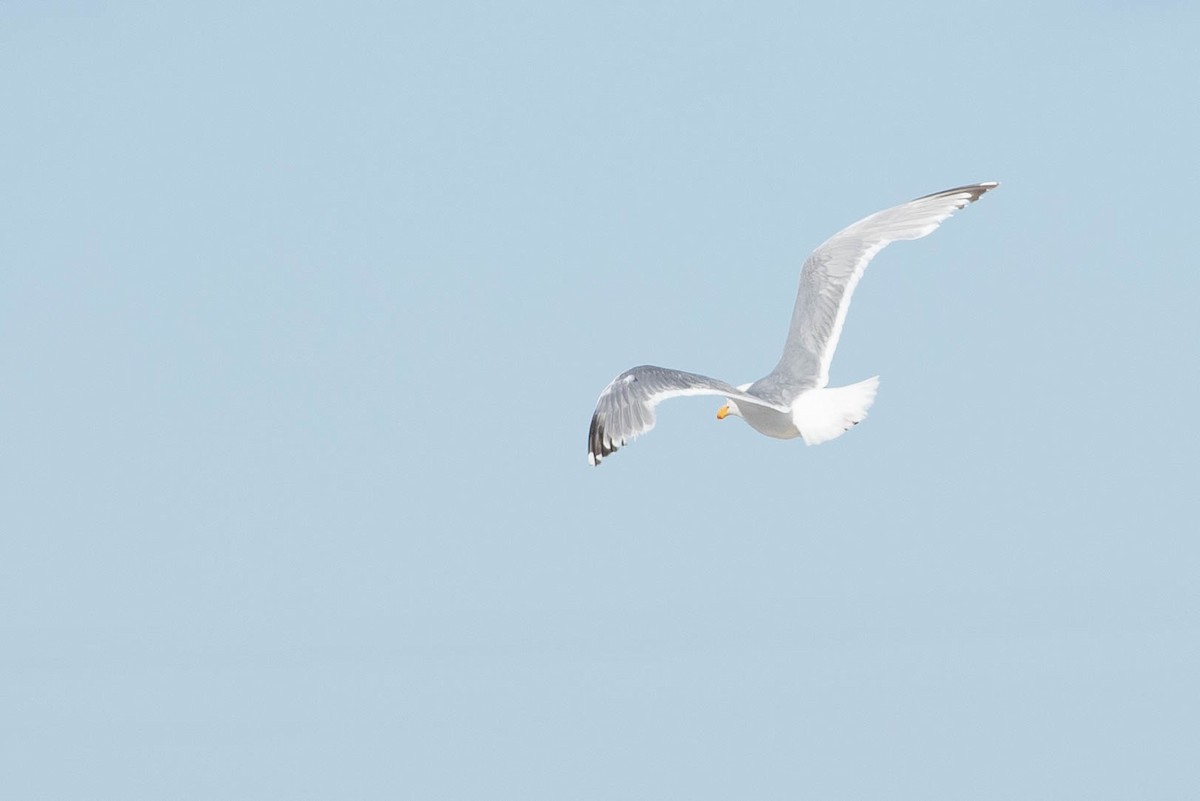 Herring x Glaucous-winged Gull (hybrid) - ML624080016