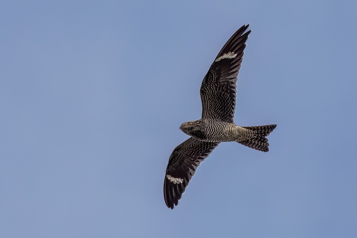 Common Nighthawk - ML624080026