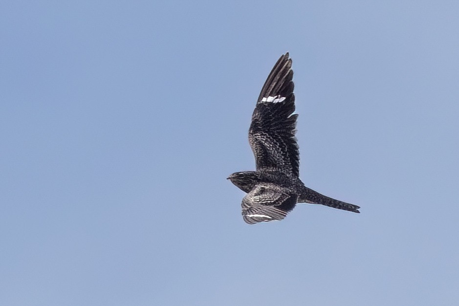 Common Nighthawk - ML624080037