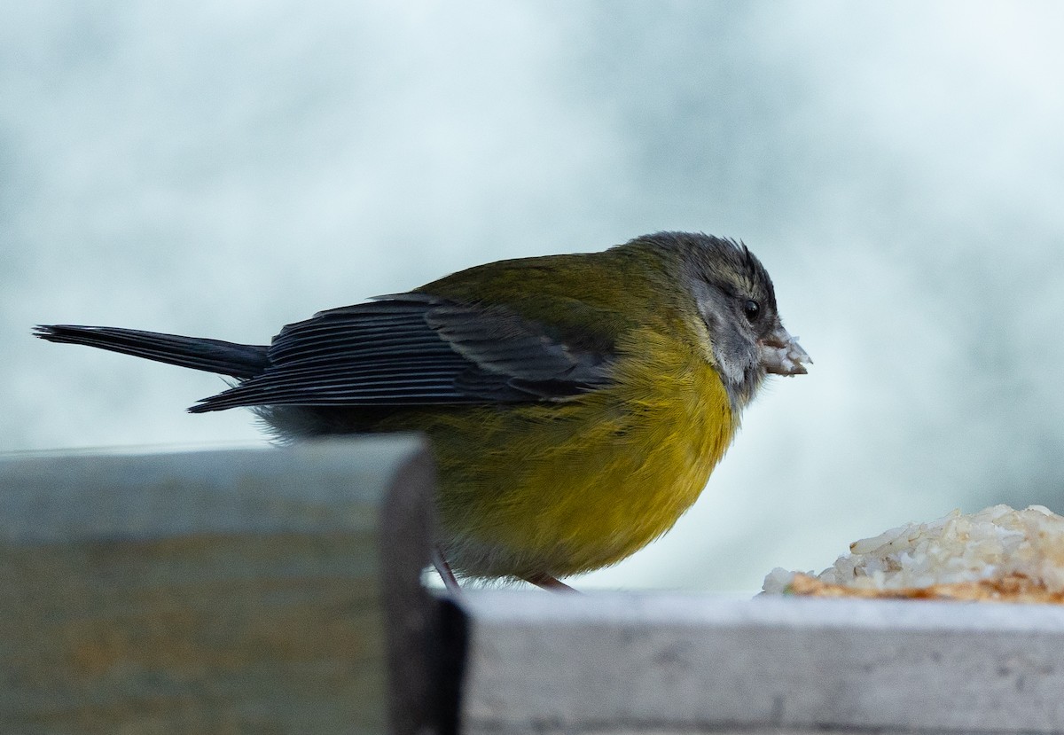 Patagonian Sierra Finch - ML624080044