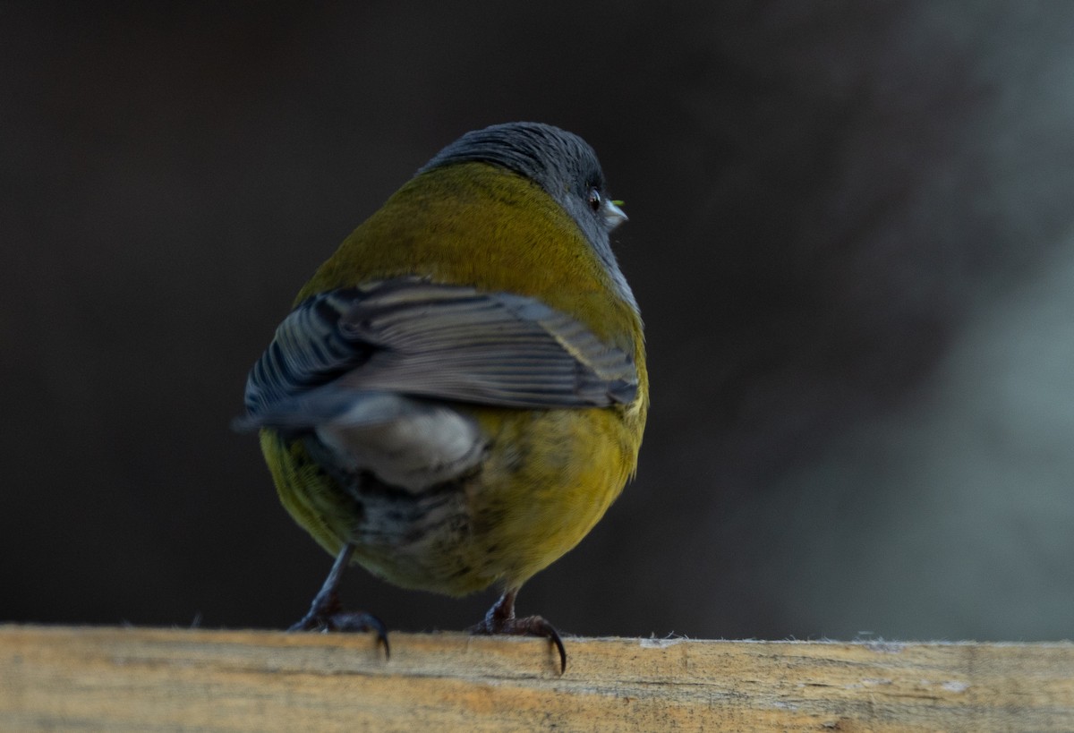 Patagonian Sierra Finch - ML624080045