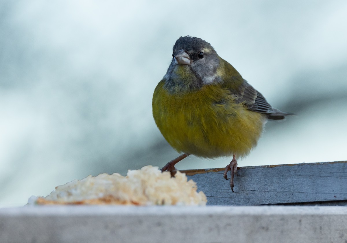 Patagonian Sierra Finch - ML624080046